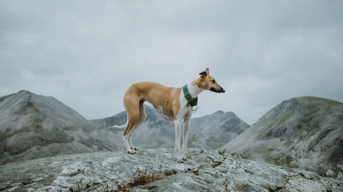 Over de Whippet