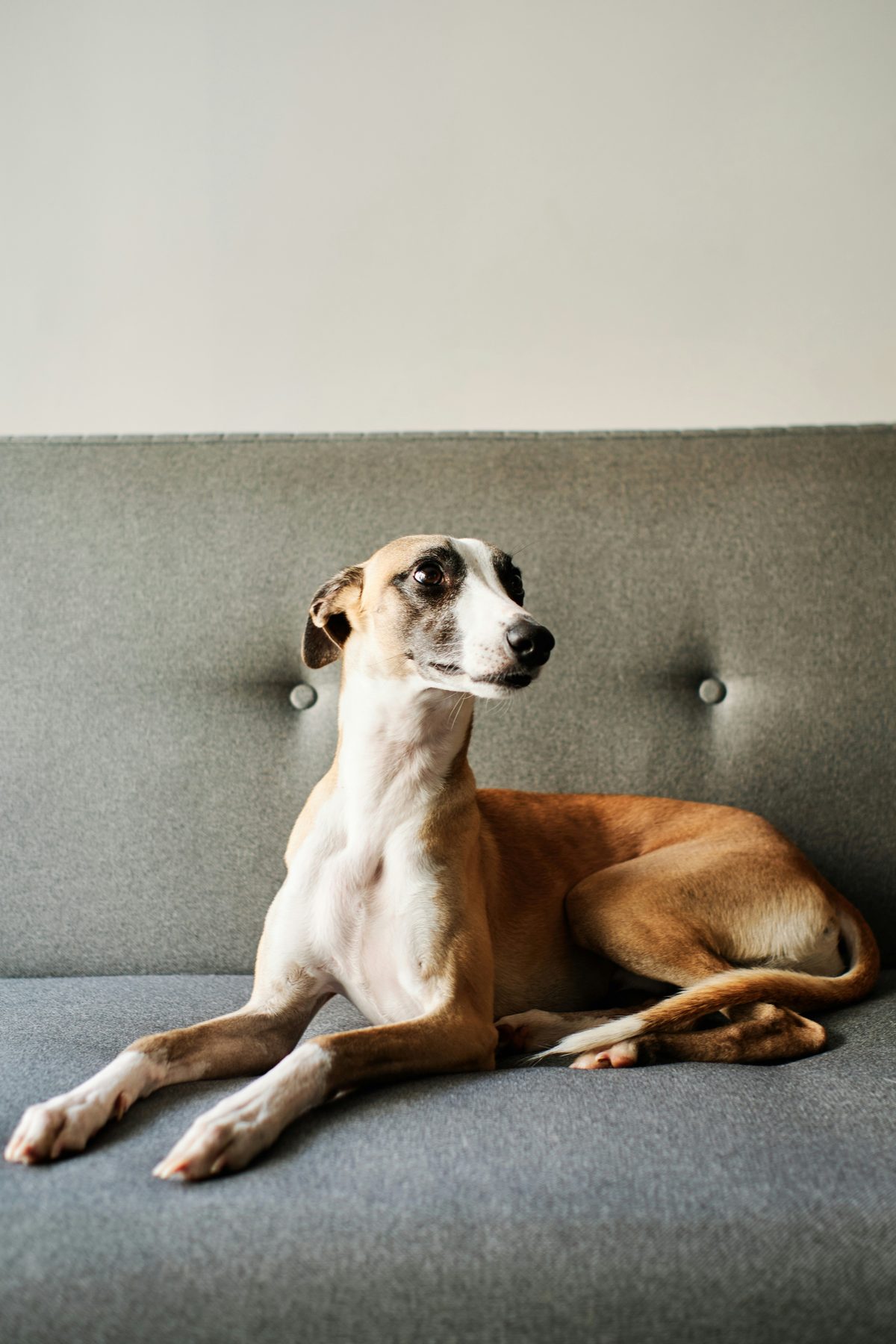 Whippet