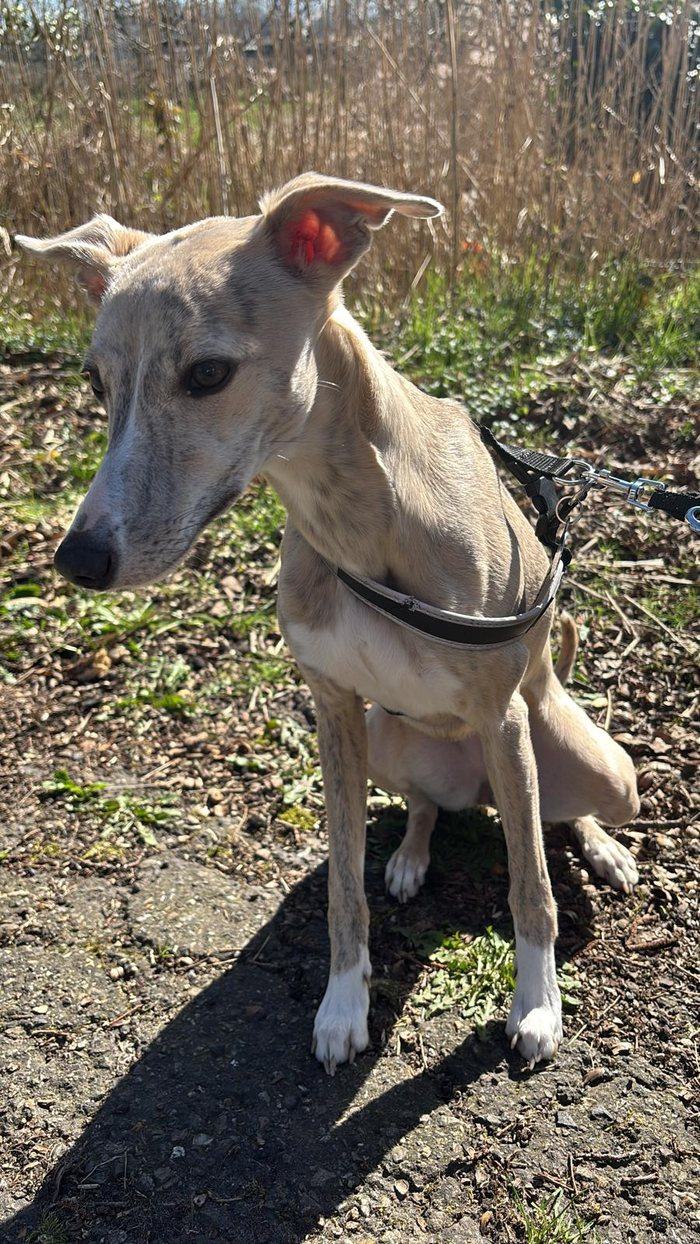 Winnie, de Whippet van DeWhippet.nl
