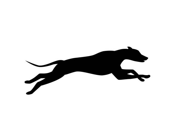 https://dewhippet.nl