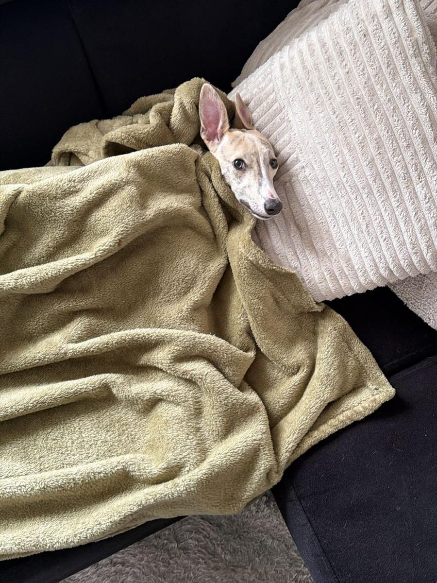 Whippet Winnie ligt onder een fleece deken op de bank met alleen haar kop erboven