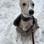 Whippet Winnie in een winterjas met warme kraag in de sneeuw