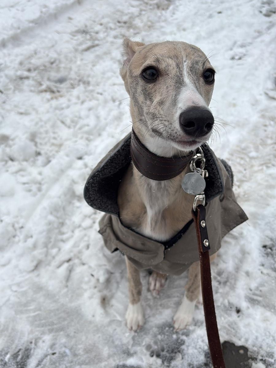 Heeft een Whippet een jas nodig? Zo weet je wanneer (en wanneer niet)