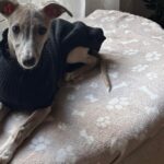 Whippet Winnie als jonge hond in een zwarte trui, een middelgrote kortharige windhond
