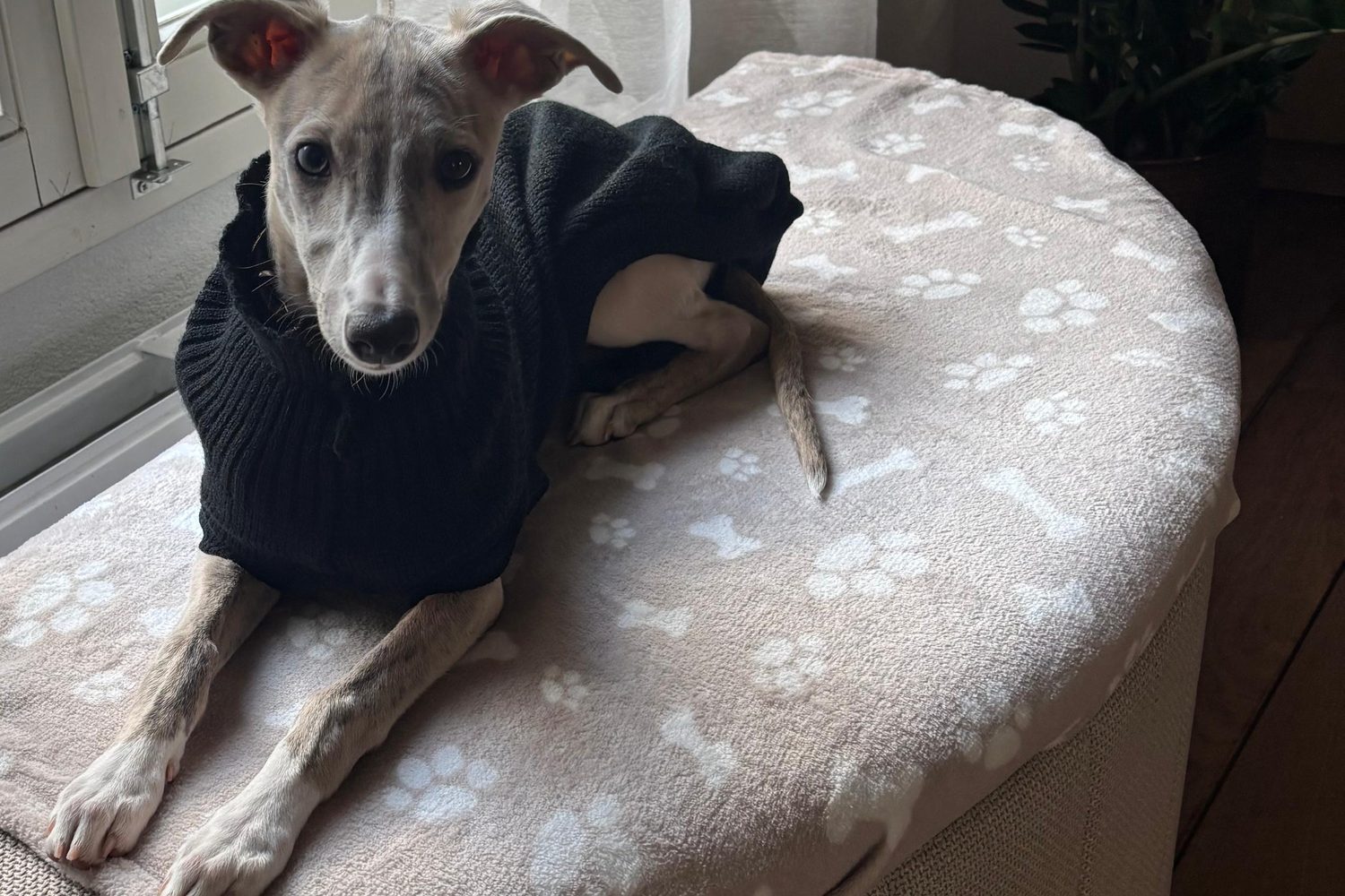 Alle windhondenrassen op een rij, en waar de Whippet past